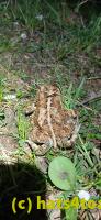 /home//u458753944/public_html/sourcegallery//////Roxborough Toad Detour/2025/2025-04-26/20250426_203138.jpg